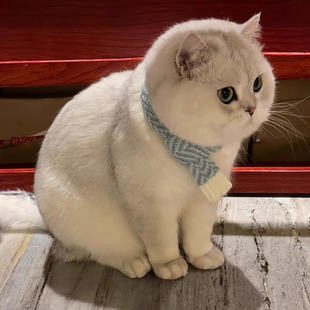 英短纯种银渐层幼猫矮脚猫折耳大猫虎斑猫活物网红宠物小猫咪幼崽