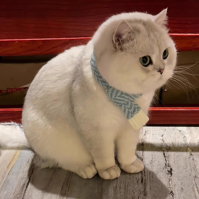 当地宠物猫咪直售可上门挑选