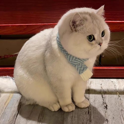 当地宠物猫咪直售可上门挑选