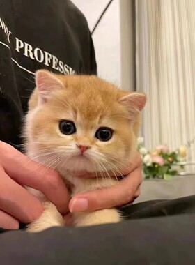 英短纯种金渐层幼猫12色熊版金渐层矮脚蓝金银渐层宠物猫金点银点