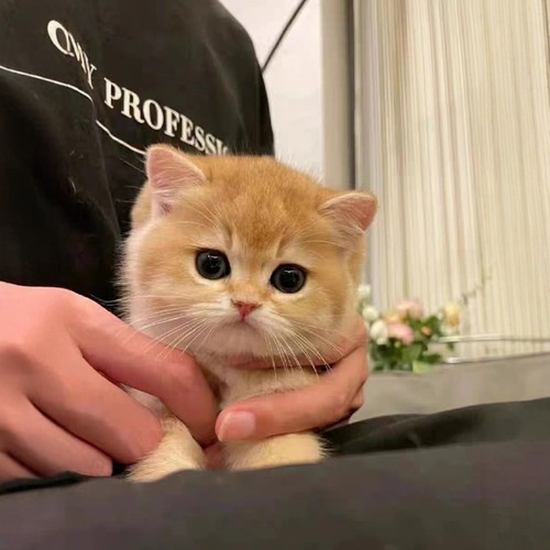 英短纯种金渐层幼猫12色熊版金渐层矮脚蓝金银渐层宠物猫金点银点