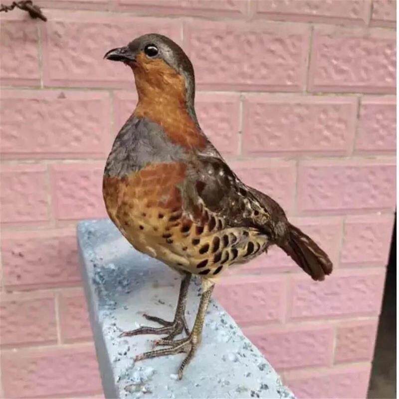 .新款竹鸡假媒竹鸡模型园林竹鸡户外竹鸡摆件室外仿真羽毛竹鸡假