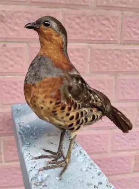 .新款竹鸡假媒竹鸡模型园林竹鸡户外竹鸡摆件室外仿真羽毛竹鸡假