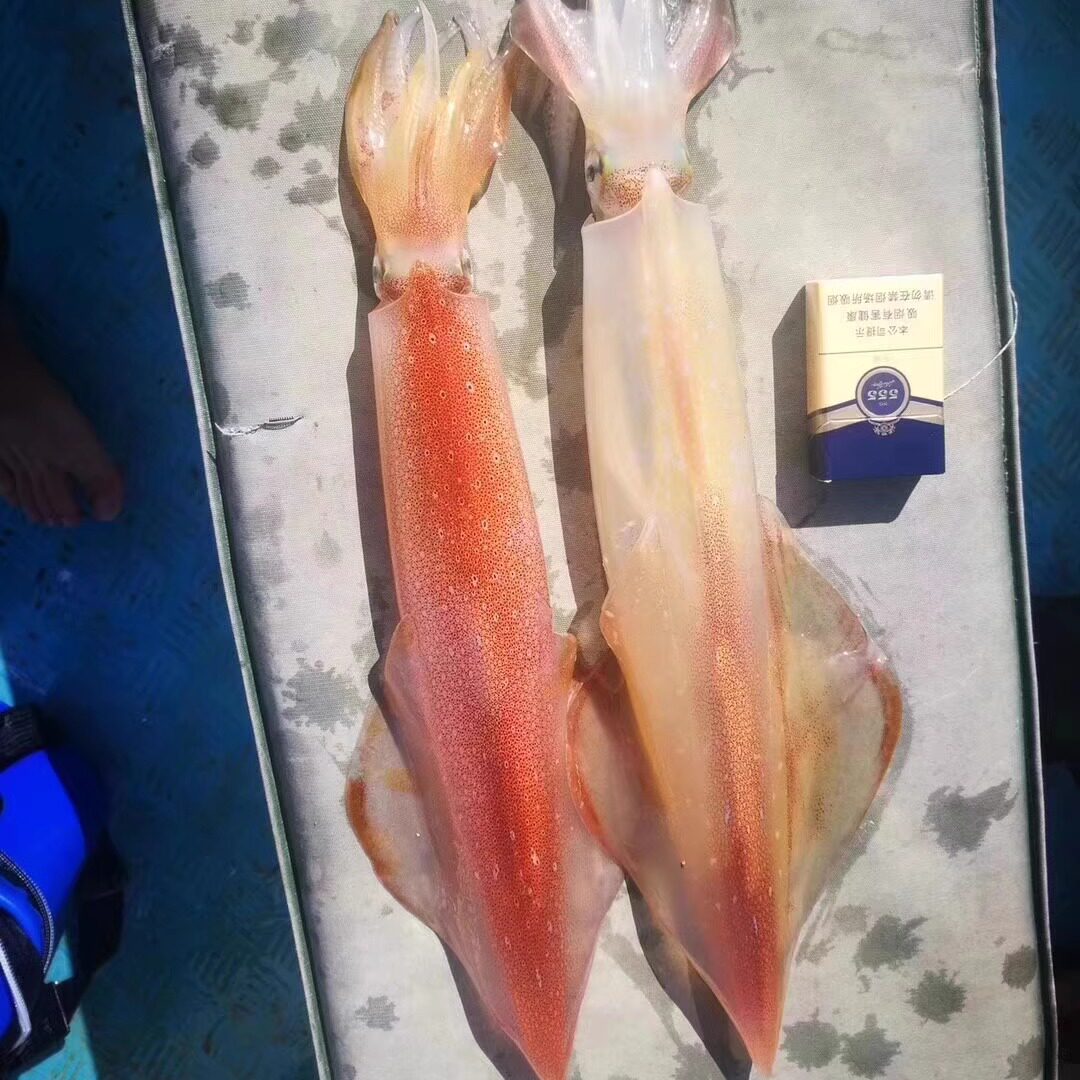 东山岛海鲜 鱿鱼 活冻大管 可刺身 白灼 小船钓管 包邮