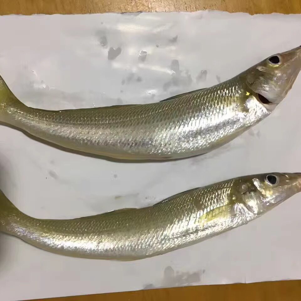 东山岛海鲜 沙尖鱼 金梭鱼 海钓 新鲜速冻海鲜 炸 天妇罗  包邮