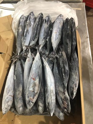 东山岛海鲜烟仔鱼 水棍 铅锤 海块 炮弹鱼 海钓鱼 饵料 5斤包邮