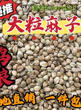大颗粒火麻子纸壳火麻仁鹦鹉鸟粮饲料仓鼠松鼠粮鸽粮鸟食产地直发