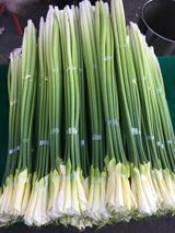 云南基地直发马蹄莲客餐厅鲜切花