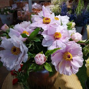 油画牡丹洛阳菏泽四川重瓣芍药时令鲜切花水养水培办公家庭插花