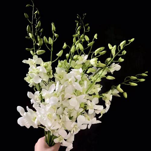 进口洋兰白色真花鲜花水养水培