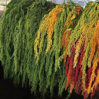 吊米柔丽丝鲜切花水培婚庆用花