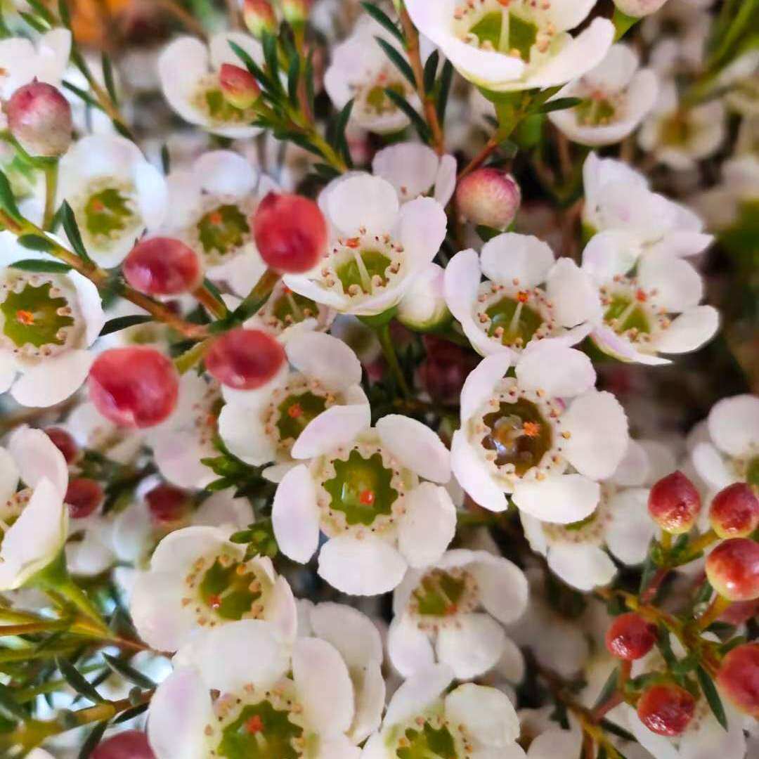 澳洲腊梅澳梅国产鲜切花水培耐养水养鲜花年宵花客厅室内插花基地