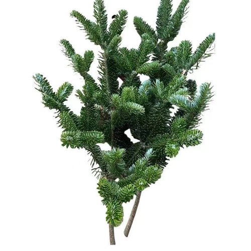 鲜切圣诞节绿植国产天然真松枝条