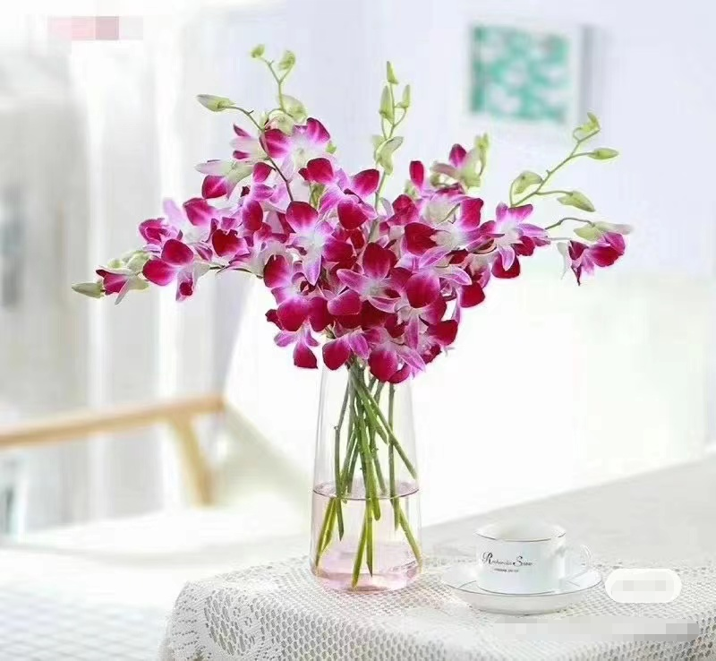 进口洋兰紫色鲜切花鲜花水养水培家用室内寺庙供奉插花云南直发