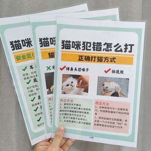猫咪犯错怎么打正确打猫方式纠正猫咪坏习惯方法技巧计划表自律表