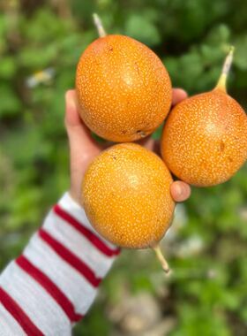 北树 云南红河产 香气馥郁 热情果