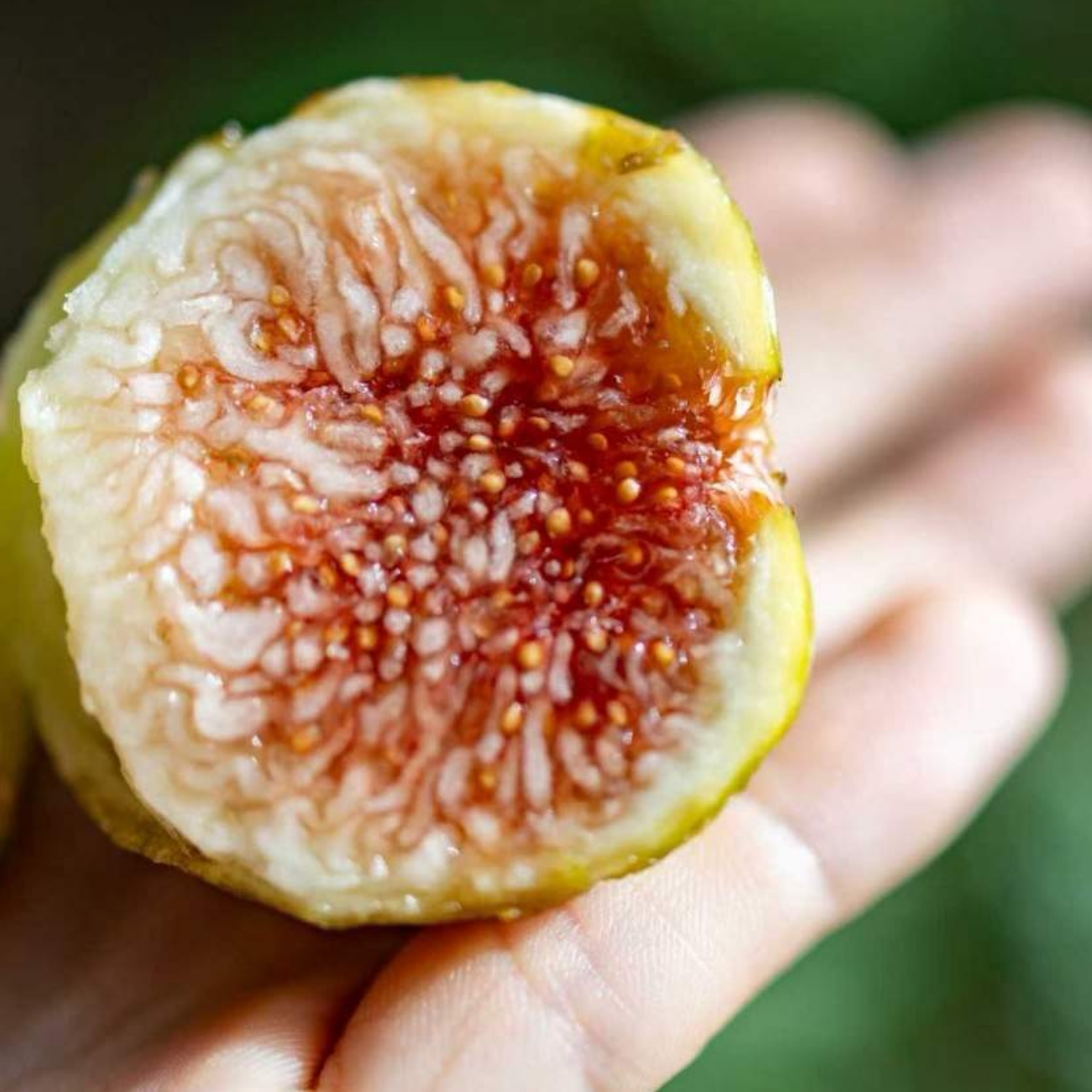 北树家花香蜜无花果鲜果青皮树熟香甜海南新鲜水果非格莱斯芭劳奈,水产肉类/新鲜蔬果/熟食,桔子,淘宝优惠券,粉丝福利购,淘宝优惠卷