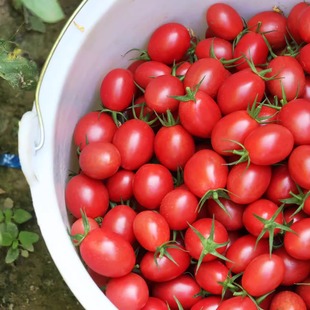 樱茄小P 广东电白千禧圣女果甜新鲜小番茄水果小西红柿现摘现发
