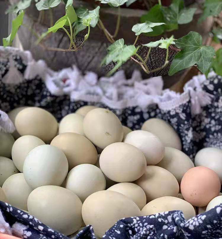 生态虫子鸡蛋玉华农土鸡蛋农家五谷生态散养无激素添加健康蛋