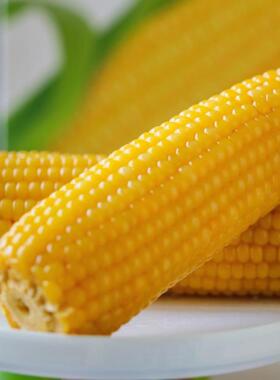 一块方田甜糯玉米10根装黄苞米软糯香甜东北大苞米玉米棒粒大苞谷