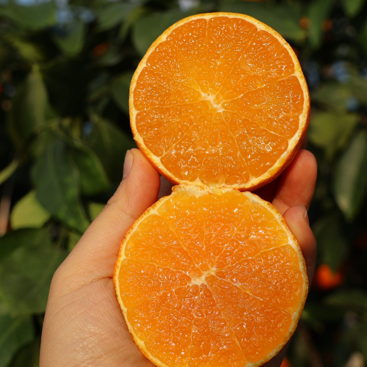 北树 正宗象山红美人柑橘28号爱媛高端水果现摘现发新鲜采摘