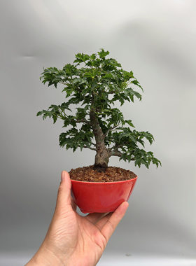 禅意日本原生狮子头微型盆景盆栽枫树老桩实物进口茶台绿植盆栽