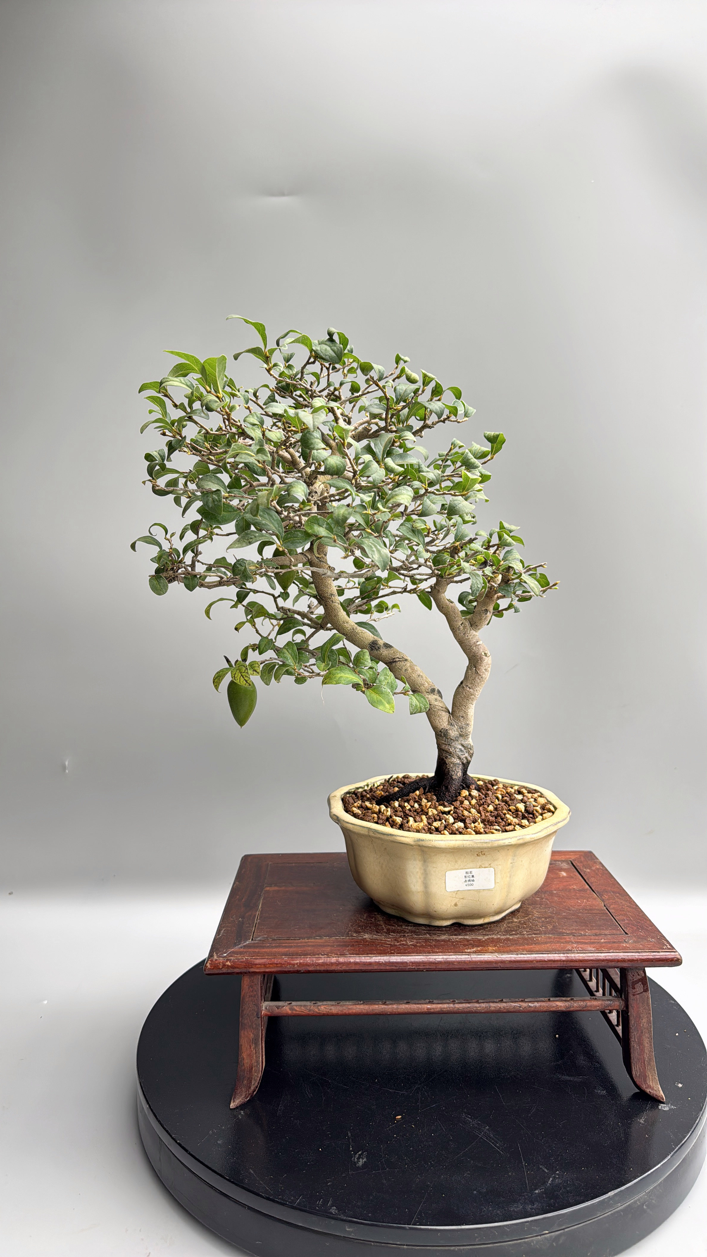 禅意精品老鸦柿老桩微型盆景老桩造型盆景