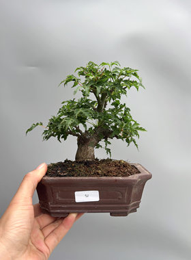 禅意日本原生狮子头枫树微型盆景小品老桩实物进口茶台绿植盆栽