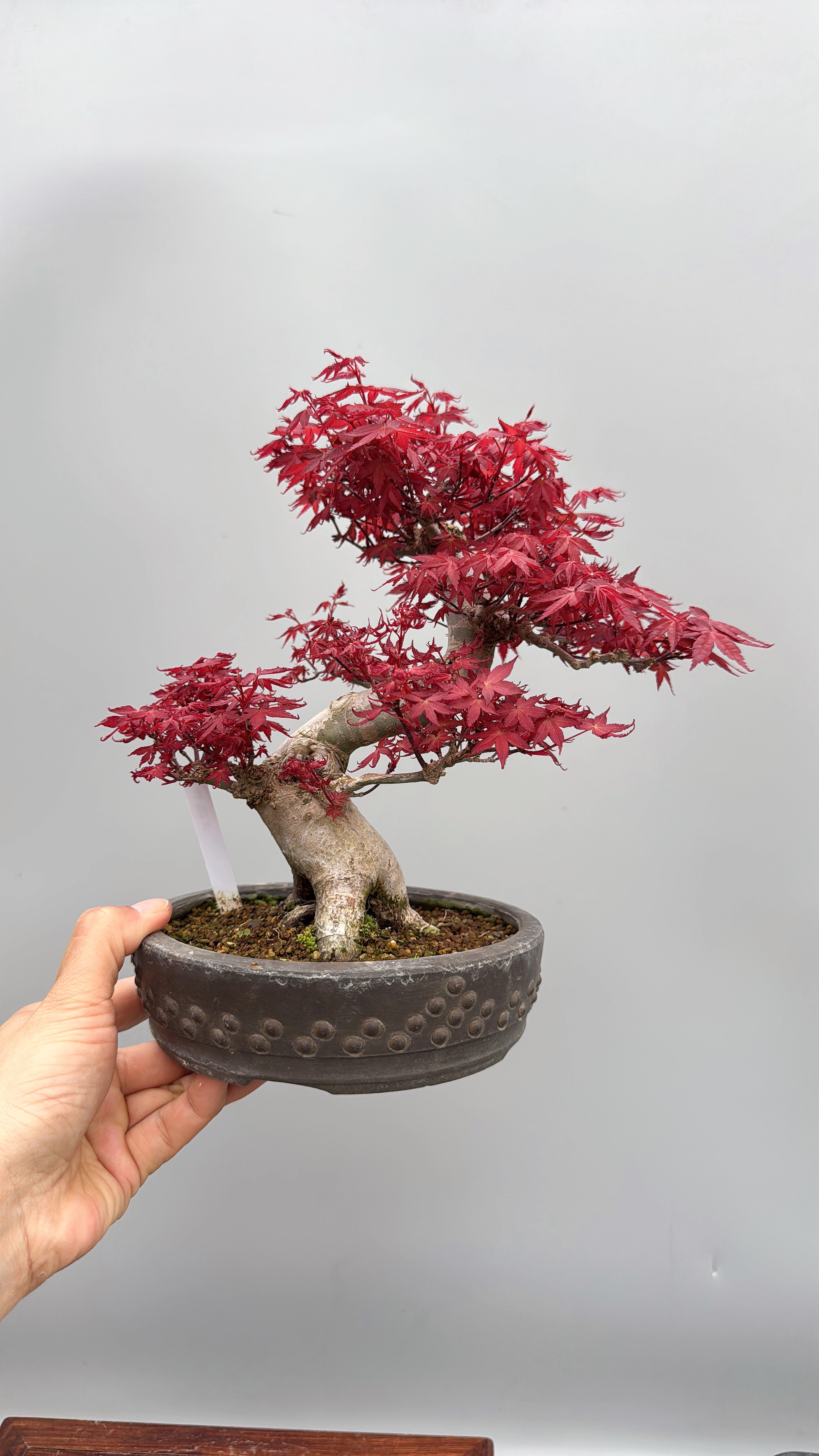 禅意日本进口原生红枫出猩猩盆景盆栽实物小品掌上绿植精品花卉