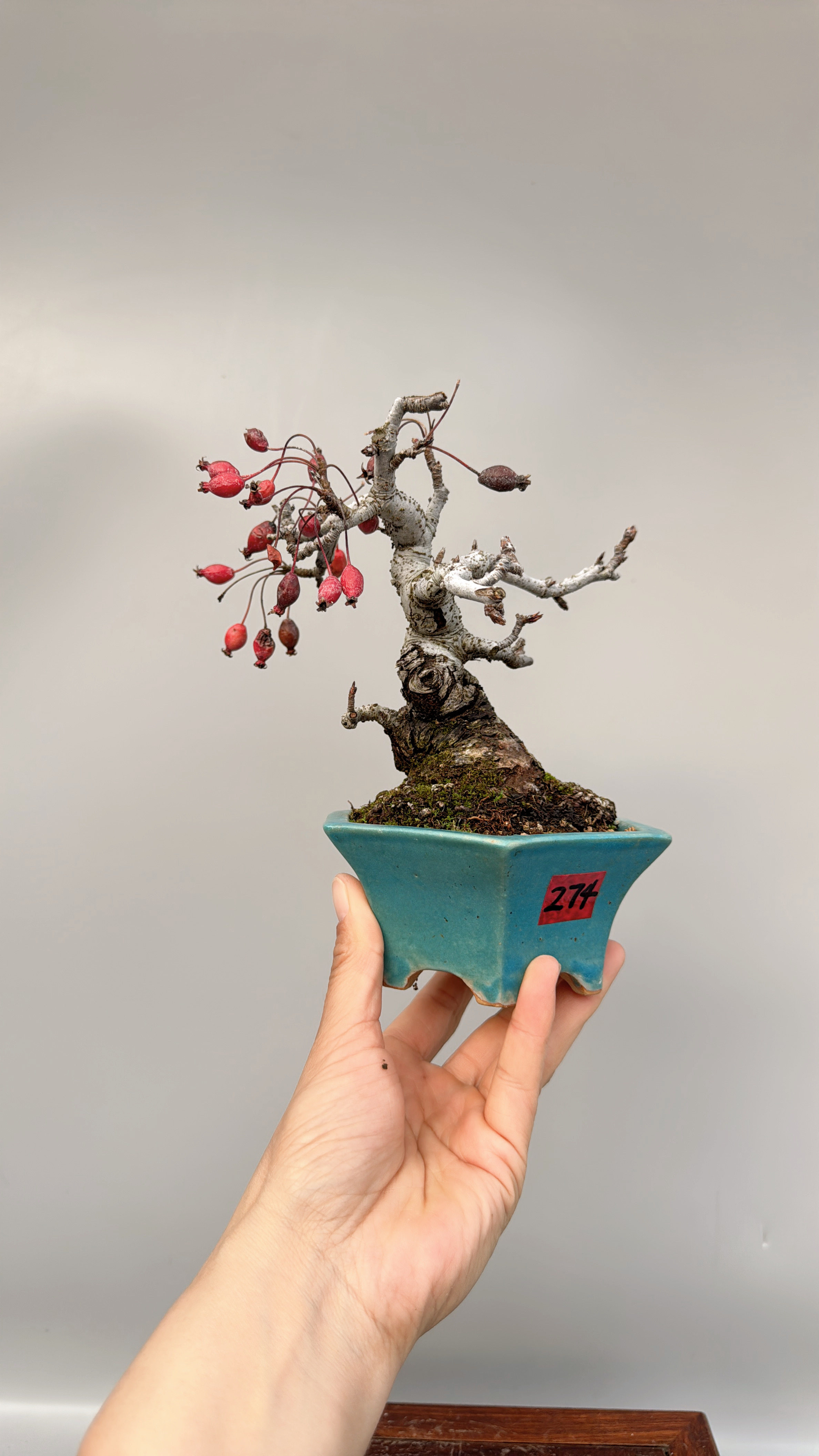 禅意日本进口姬美好苹果微型盆景盆栽实物老桩造型绿植原生矮霸
