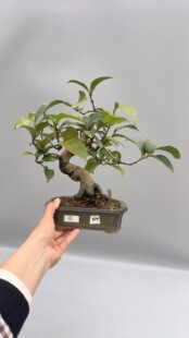 禅意日本茶梅出云大社常青微型盆景盆栽原生进口老桩精品实物小品