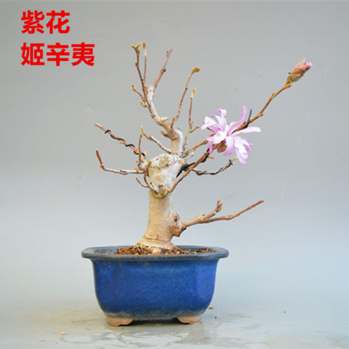 辛夷花盆栽价格 辛夷花盆栽图片 星期三