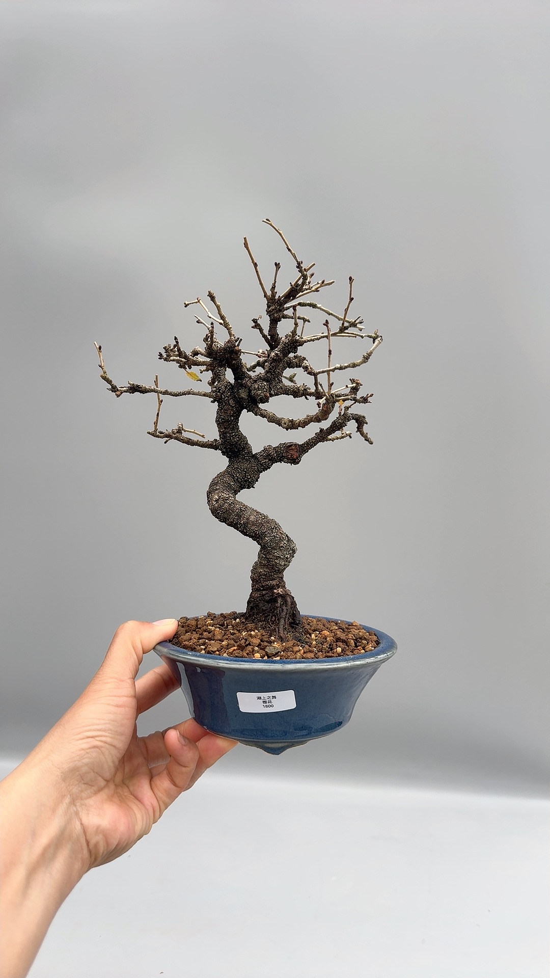 禅意日本进口富士樱花老桩微型盆景盆栽实物小品掌上绿植桌面老桩