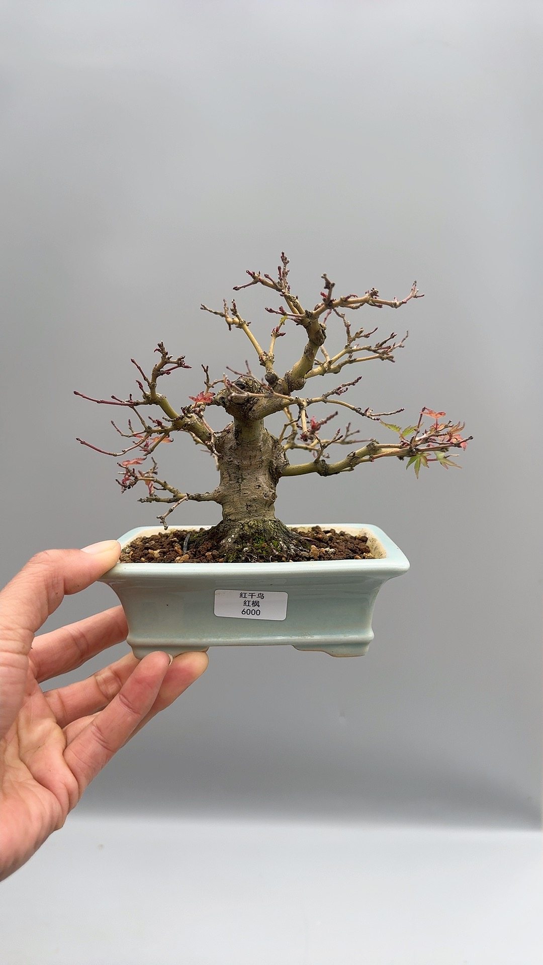 禅意日本矮霸红千鸟红枫树进口微型盆景实物一手托精品原生老桩,鲜花速递/花卉仿真/绿植园艺,造型盆景,淘宝优惠券,粉丝福利购,淘宝优惠卷