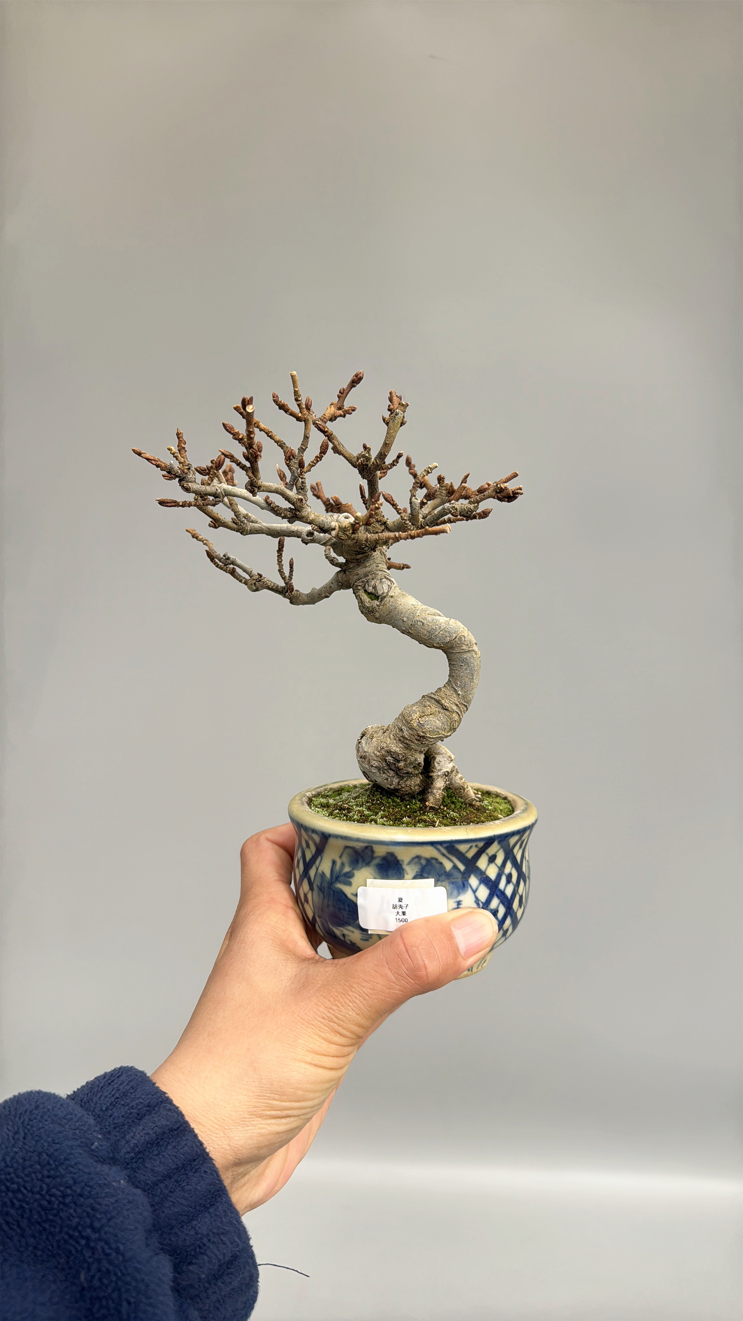 禅意日本夏茱萸胡秃子微型盆景盆栽实物一手托结果实物进口原生,鲜花速递/花卉仿真/绿植园艺,造型盆景,淘宝优惠券,粉丝福利购,淘宝优惠卷