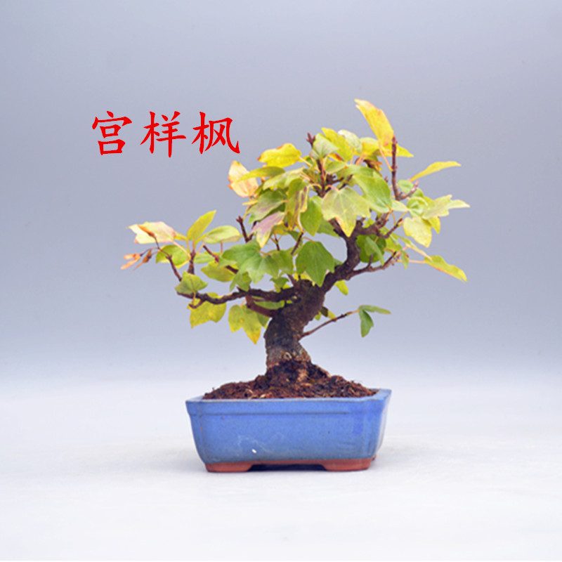 禅意日本矮霸宫样枫微型盆景盆栽实物老桩进口宫祥枫绿植掌上桌面