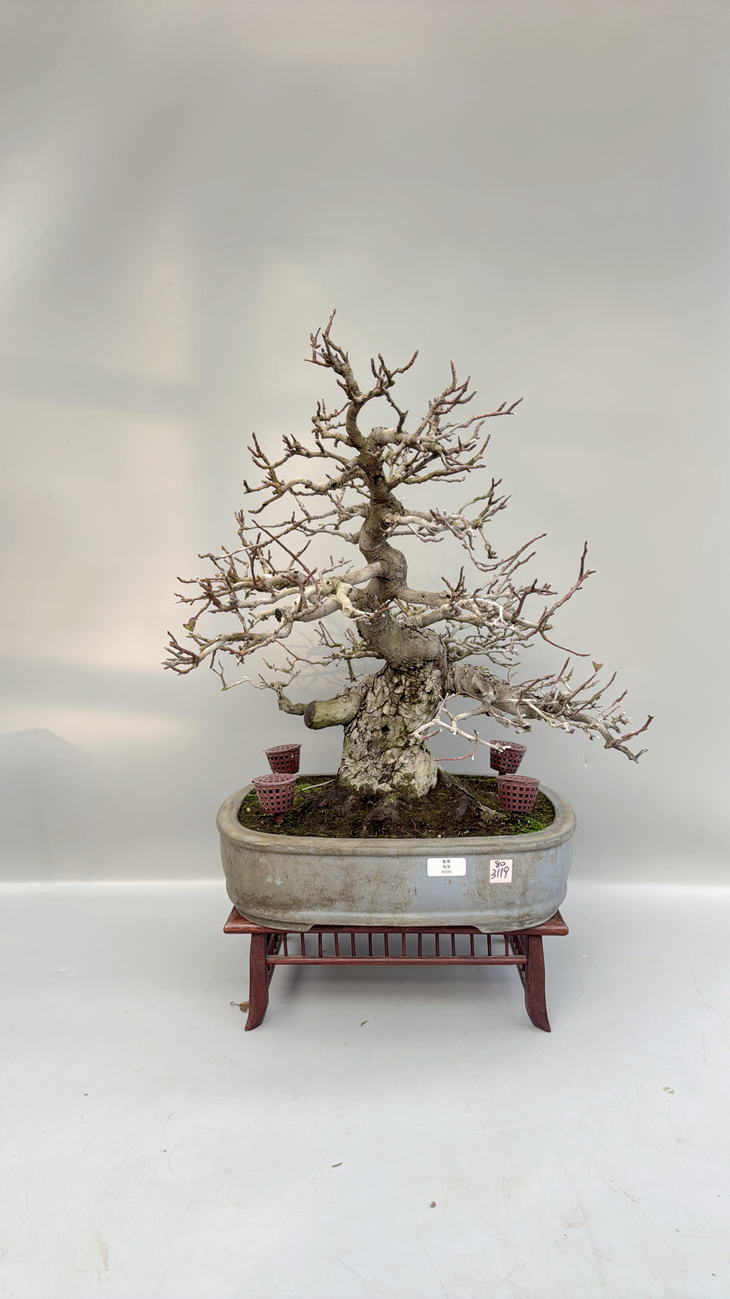 日本深山海棠结果大树型盆景原生进口老桩精品实物小品室内绿植