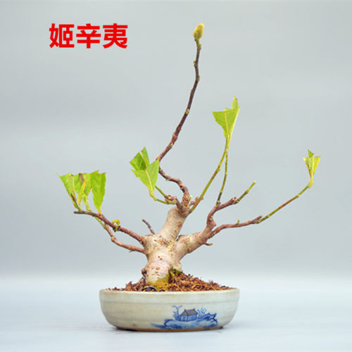 辛夷花盆栽价格 辛夷花盆栽图片 星期三