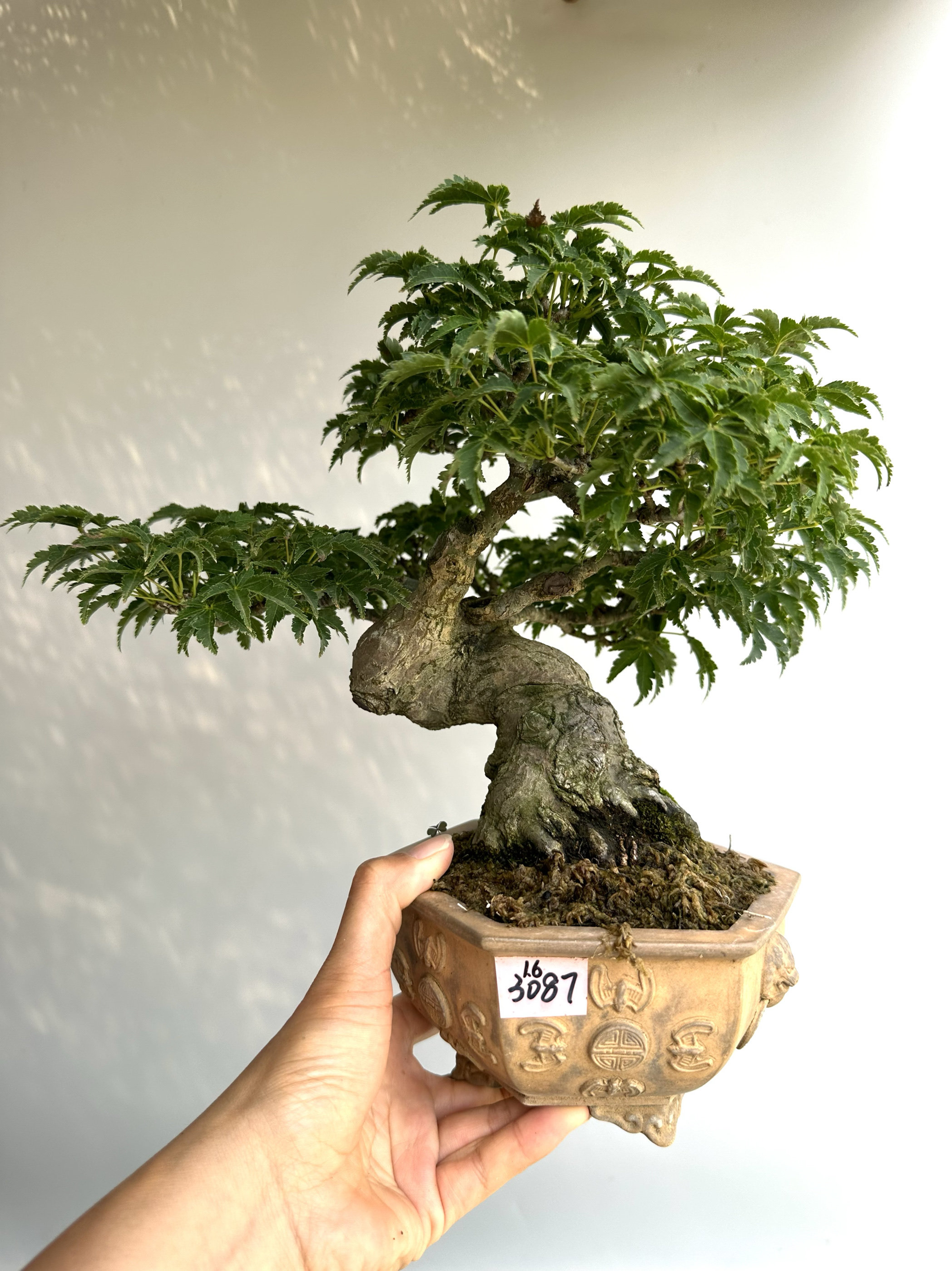 禅意日本狮子头枫树微型盆景盆栽进口原生大根盘精品老桩枫树绿植