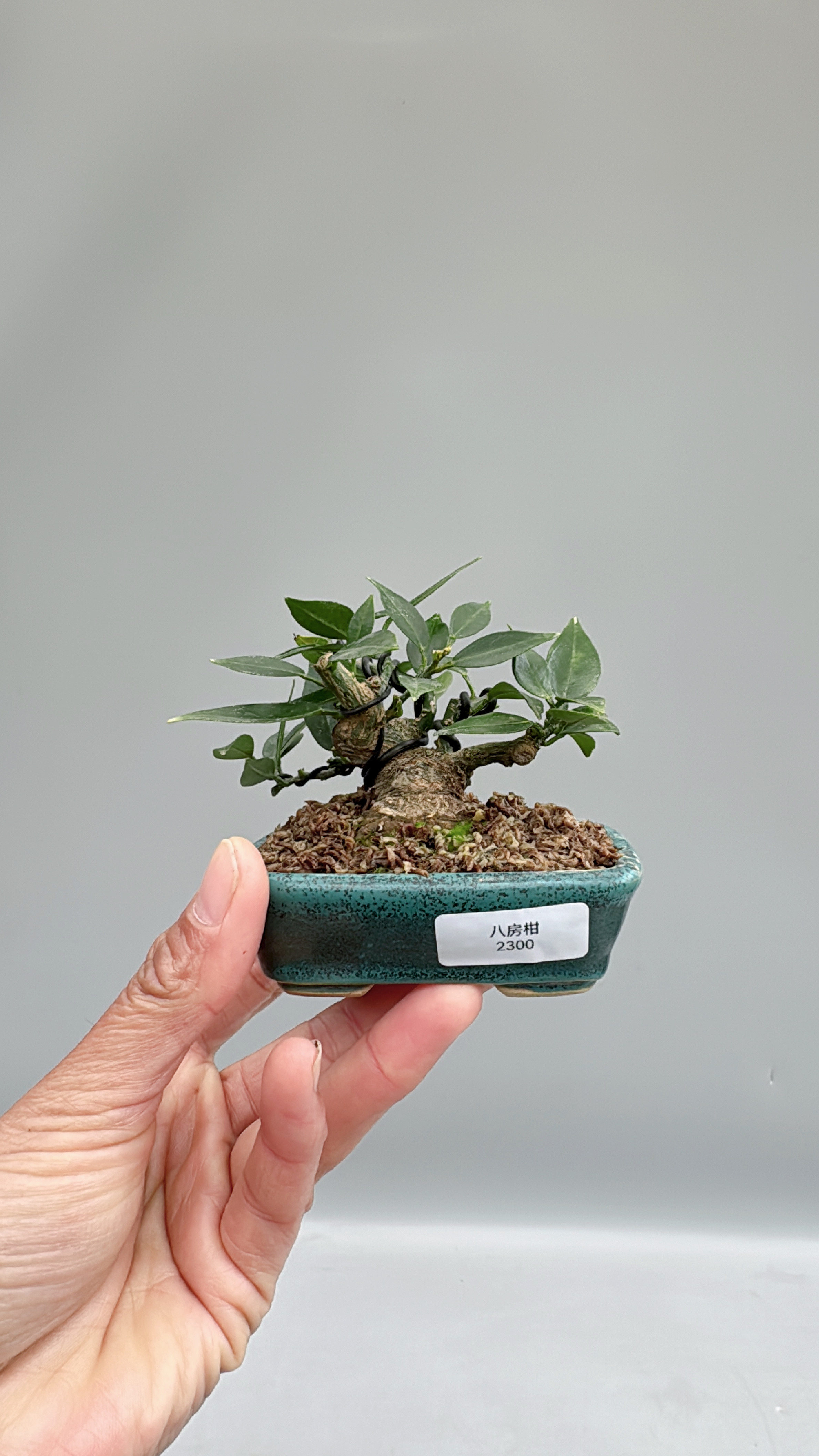 禅意日本八房柑原生微型盆景盆栽实物造型好养室内客厅茶台绿植,鲜花速递/花卉仿真/绿植园艺,造型盆景,淘宝优惠券,粉丝福利购,淘宝优惠卷