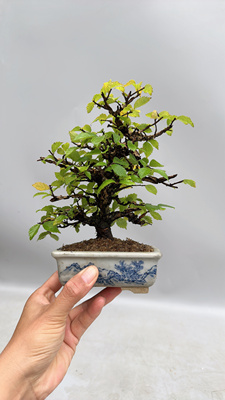 日本友禅榉树小叶微型盆景实物进口大树型结果庭院阳台盆栽精品