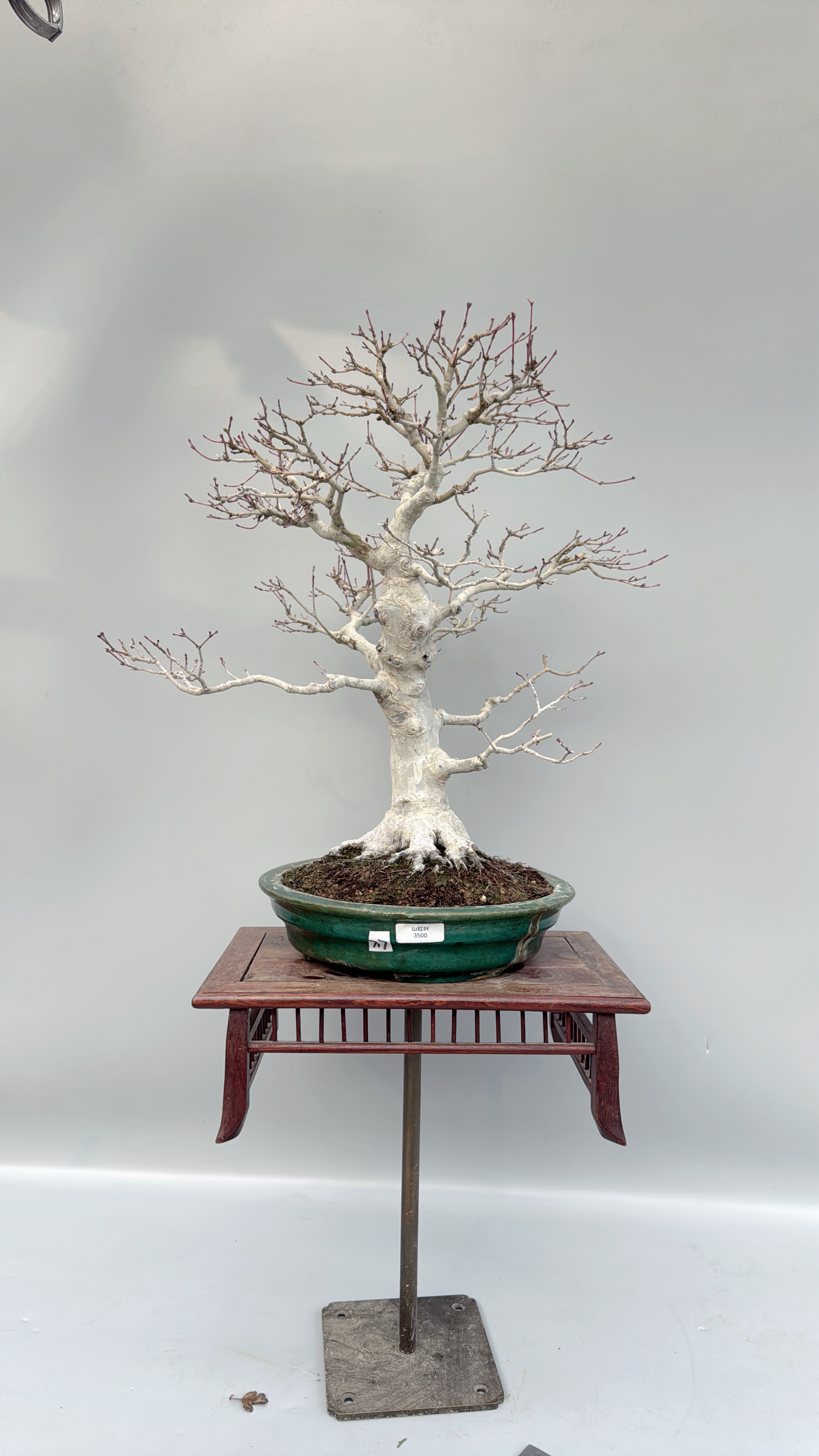 禅意日本山红叶枫树大树型大根盘文人盆景原生进口老桩精品实物