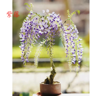 禅意日本进口丰花紫藤花盆景盆栽原生造型老桩带花苞紫罗兰实物