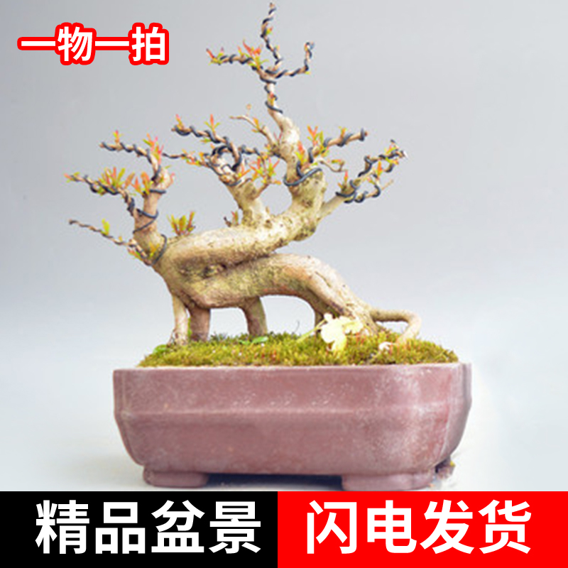 日本小叶石榴盆景盆栽造型老桩原生籽播开花结果实物矮霸掌上绿植