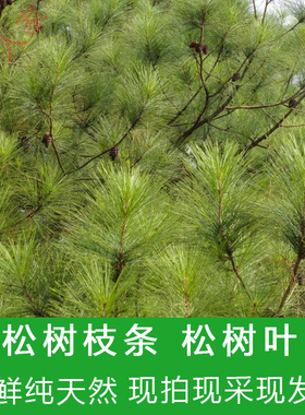 买二送一 药材 新鲜松树叶松树枝 松针 松叶 松枝条  药用松枝叶