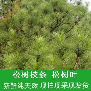 买二送一 药材 新鲜松树叶松树枝 松针 松叶 松枝条  药用松枝叶