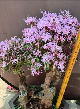 一物一拍原生老桩杜鹃花小花亮毛杜鹃熟桩盆景杜紫色杜鹃花映山紫