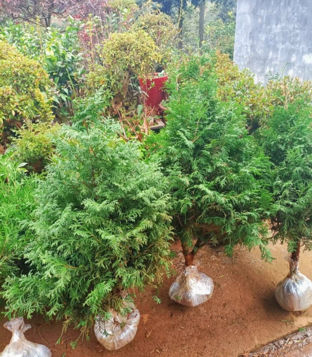 香柏树苗又叫孔雀柏稀有品种四季常绿自带香味好养耐寒庭园花园绿