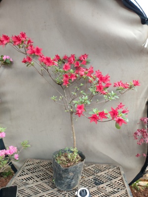 一物一拍杜鹃花品种火烈鸟久留米系小花朵庭院阳台花卉盆栽国旗红