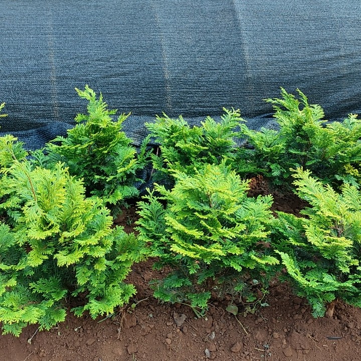 金边云片柏盆栽黄金柏稀有孔雀柏盆景绿植庭院植物易活原土杯发货